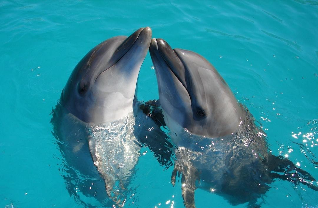 where to swim with dolphins in cancun